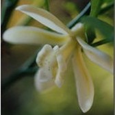 Wax Vanilla flower