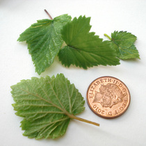 Artificial blackcurrant leaves