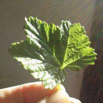 Translucent model blackcurrant leaf